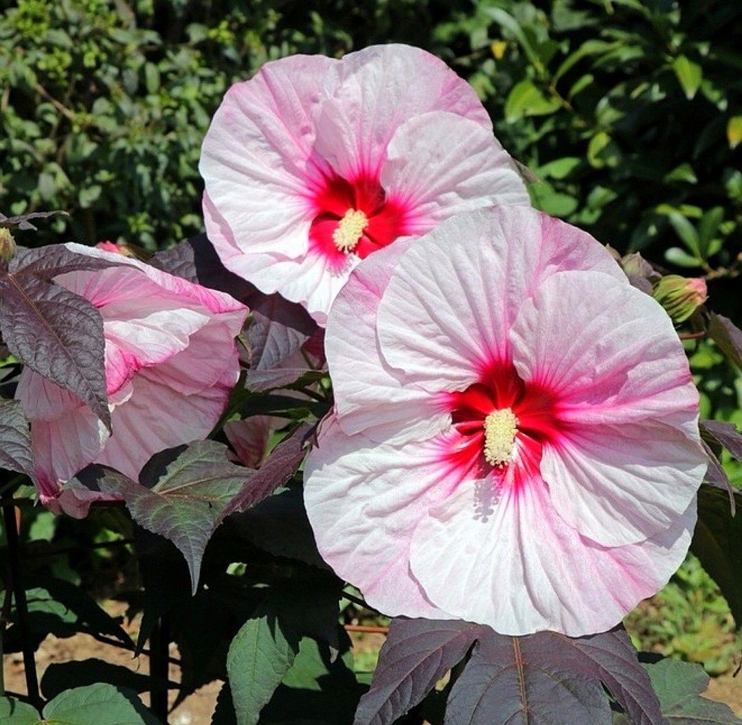 Hibiskus bagienny-bordowy liść- RÓŻOWY