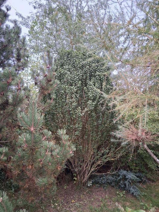 Dereń Świdwa  (cornus sanguinea)