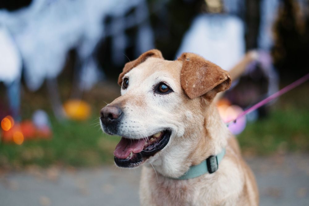 Vamo- spokojny pies dla rodziny. Przebywa w hoteliku