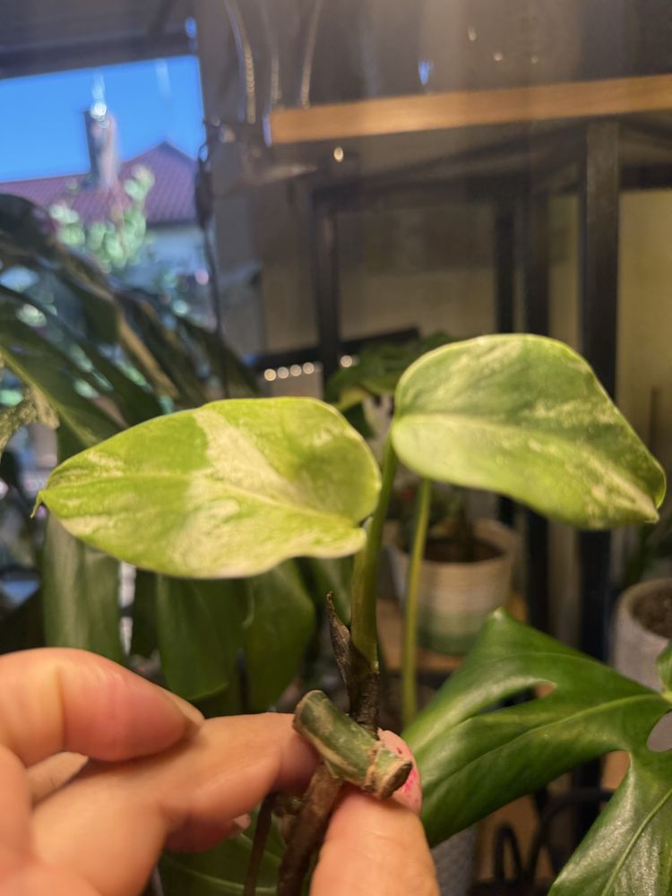 Monstera variegata 'Half Moon'