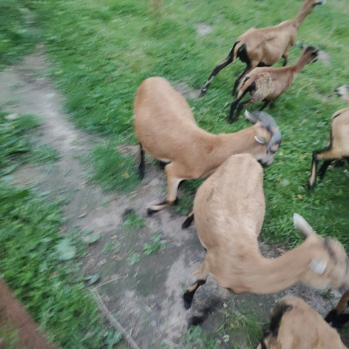 Wymienię  barana kameruna