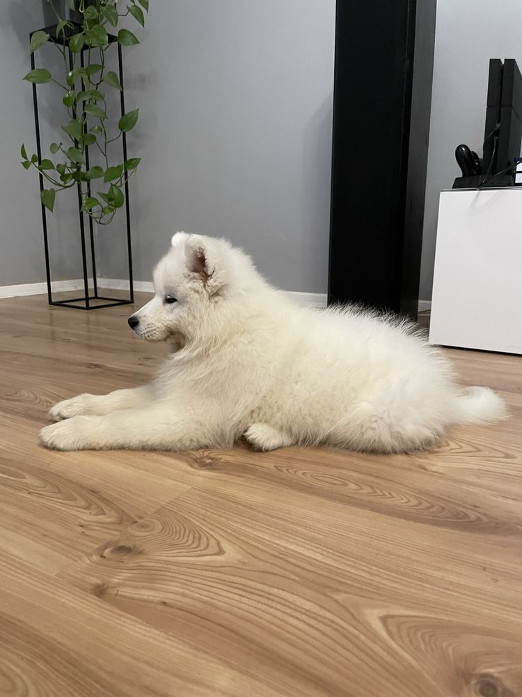 Samoyed ostatni Pies FCI/ZKwP !!