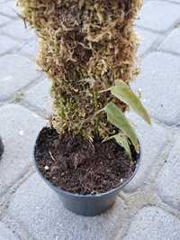 Cissus Amazonica rosnąca z Palikiem