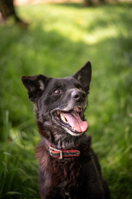 Kajtek w domu tymczasowym czeka na swoje szczęście ADOPCJA