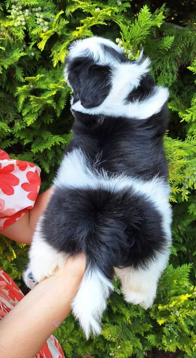 Wyjątkowej urody dziewczynka ZKWP /FCI/