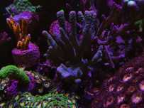 Montipora Digitata Stalowa, Silver