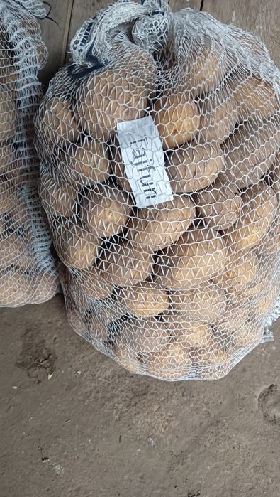 Ziemniaki Odmiana Tajfun