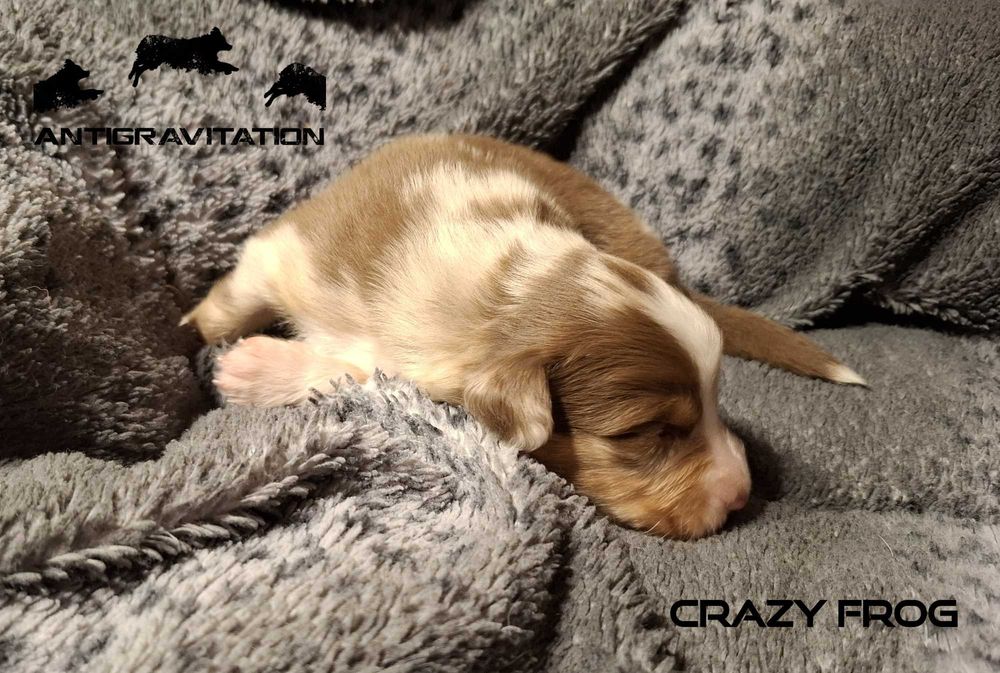 Owczarek australijski typ amerykański samiec red merle
