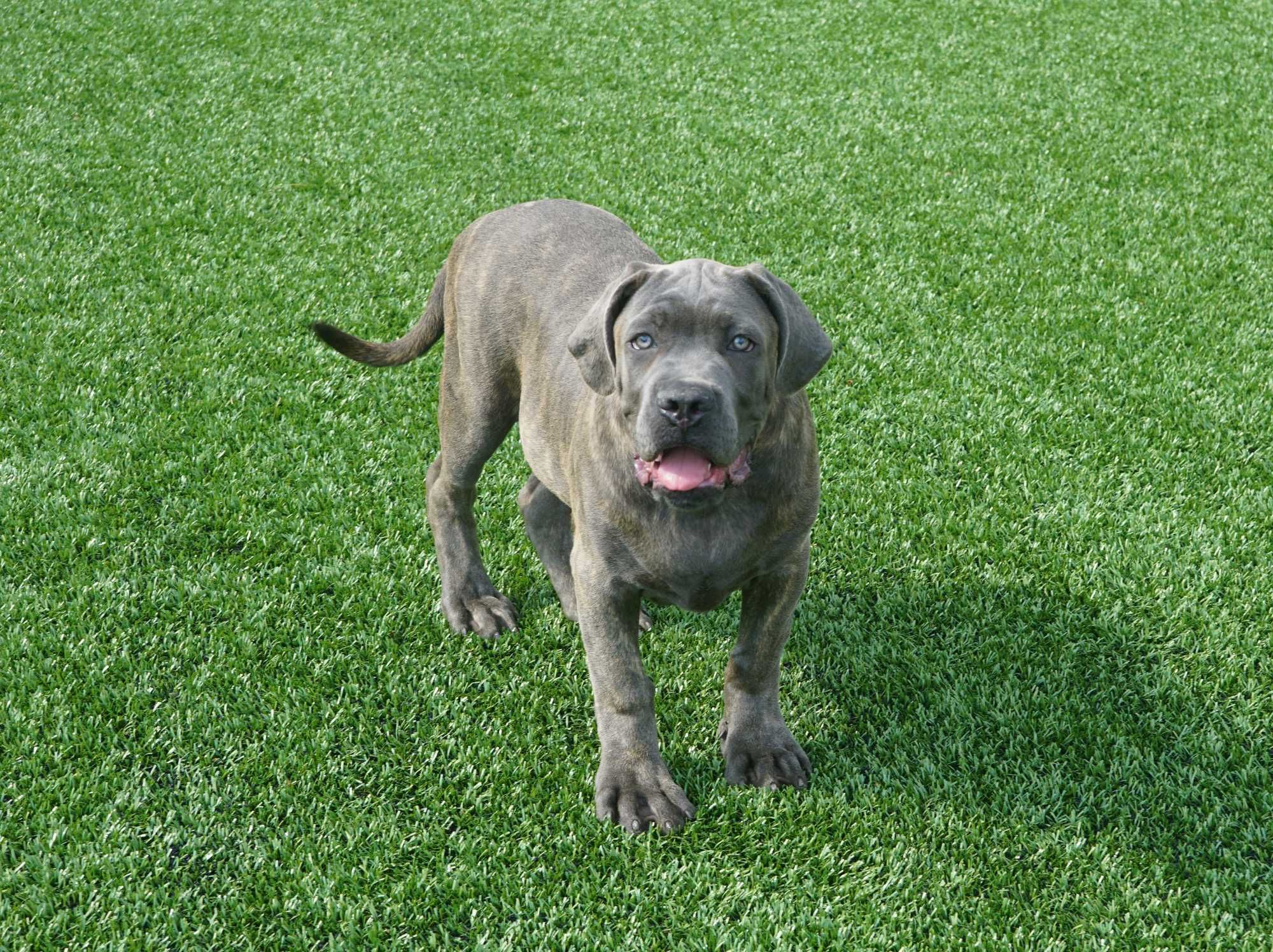 Pies 4-miesięczny Cane Corso ZKwP FCI