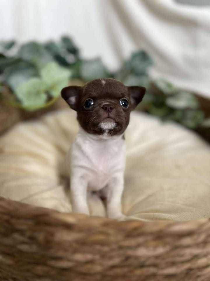 Chihuahua krótkowłosa - wyjątkowa suczka