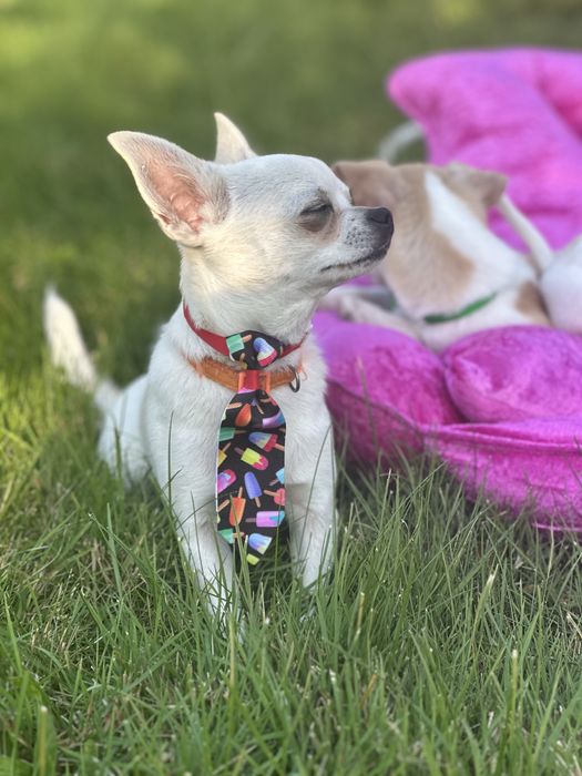 Chihuahua piesek krótkowłosy śliczny