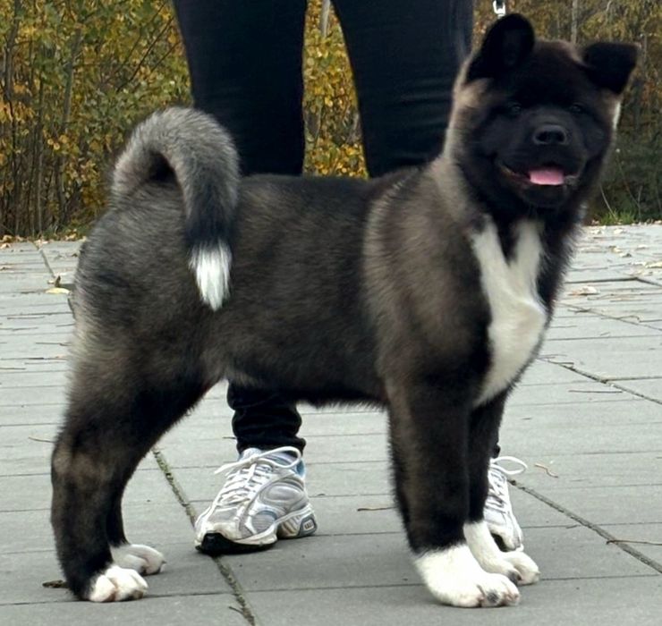 Akita Amerykańska  Himeko Hirrani  FCI