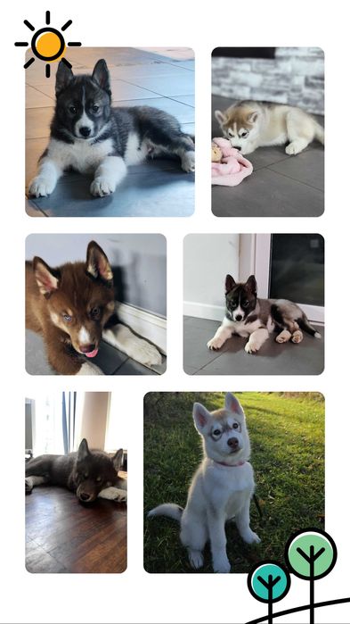 Plany hodowlane 2026r szczenięta siberian husky ZKwP/FCI