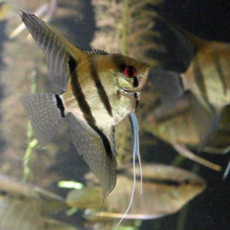 Żaglowiec skalar - Pterophyllum scalare - dowozimy, wysyłamy