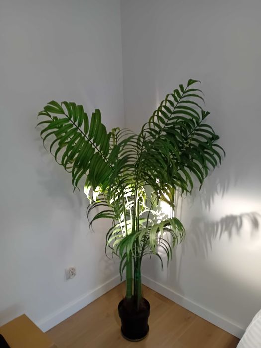 Stuczna keisy  palma 180 cm