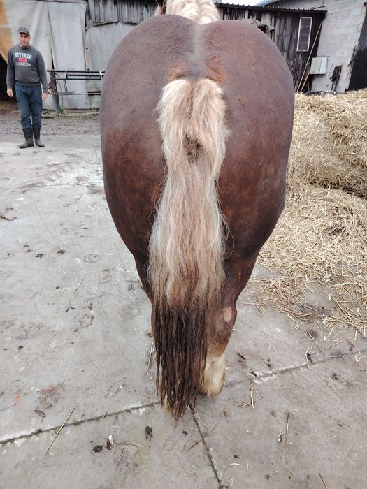 Sprzedam ogiera Eltan