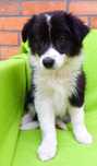 Border collie szczeniak suczka
