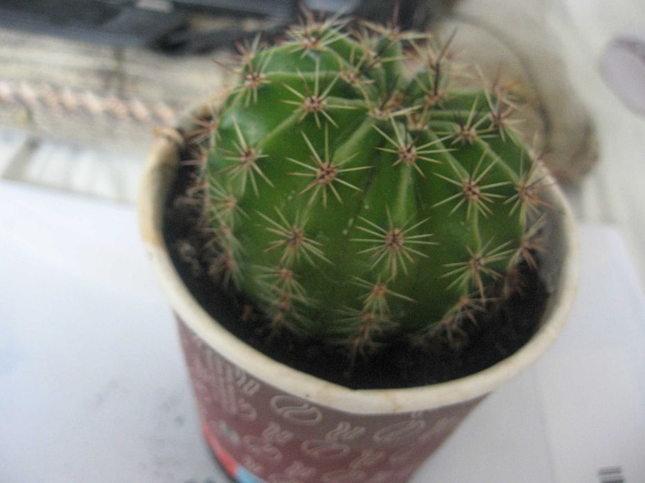 Kaktus kwitnący, Kwitnie na różowo. Duże piękne kwiaty