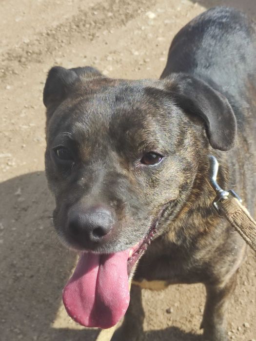 Kyra - Cadela média para adoção