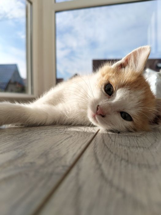 Віддам кошенят в добрі руки