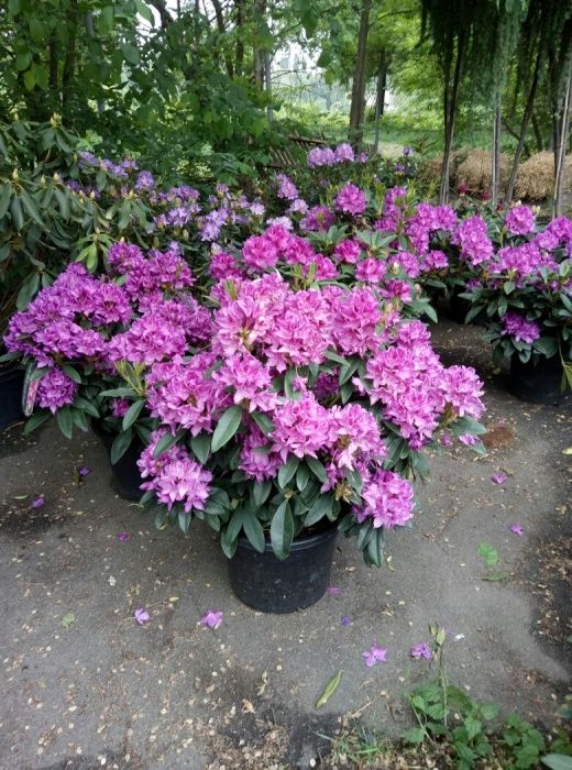 Рододендрон гибридный в ассортименте