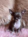 Chihuahua mini śliczny piesek