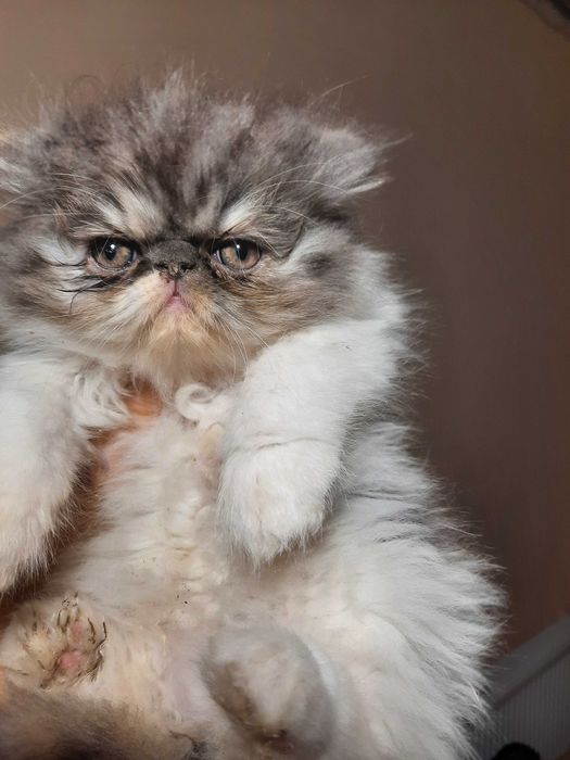 Персидские котята пушистые