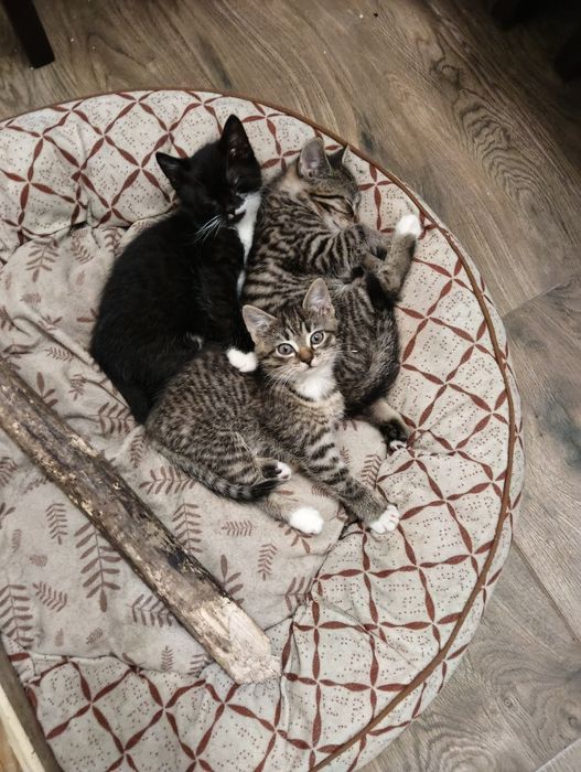 Oddam kotki w dobre ręce