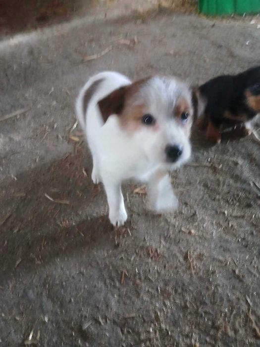 Oddam za darmo małe pieski