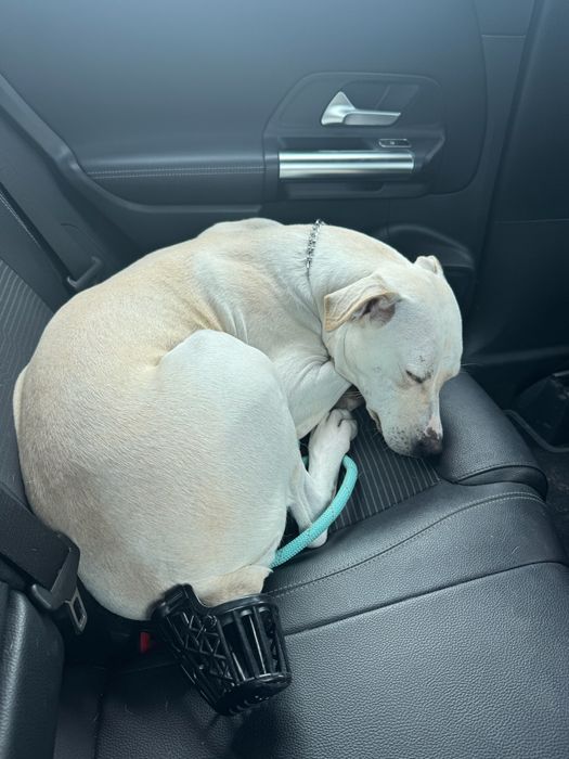 Adoção responsável