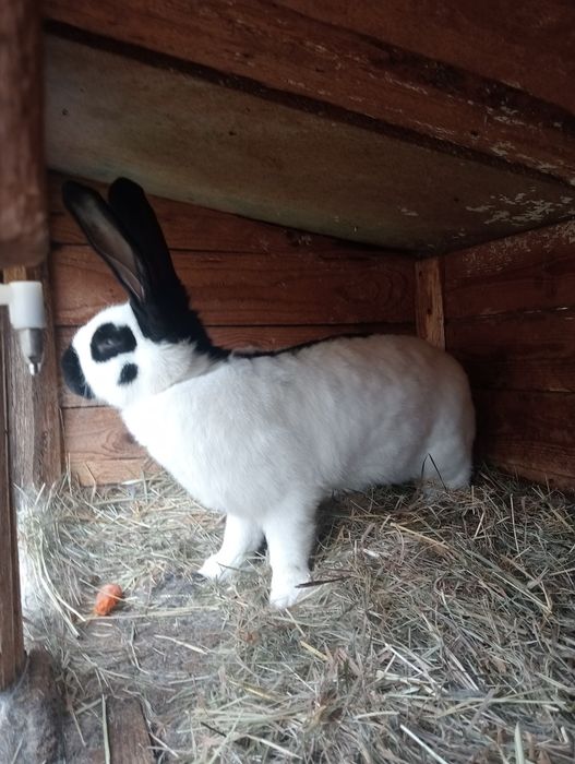 Samica srokacza zakocona