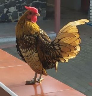 Карликові кури породи сібрайт