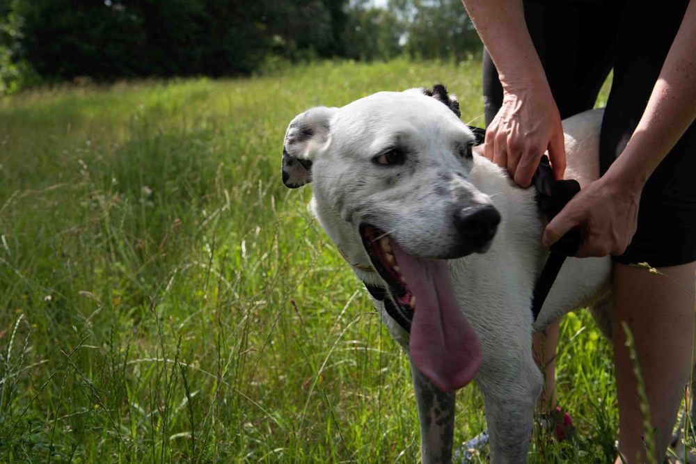 Szelki Guard dla psa NELSON-X duo jakość ROZ. L polski produkt jakość