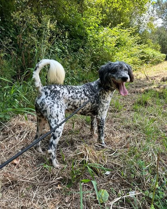 Zacarias- cão de porte médio para adoção