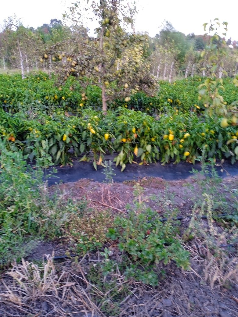 Продається будинок в Андрушівському районі