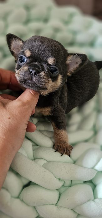 Chihuahua krótkowłosy blue tan