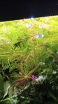 Limnofilia sessiflora wysylka