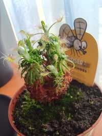 Planta carnívora: drosera scorpioides