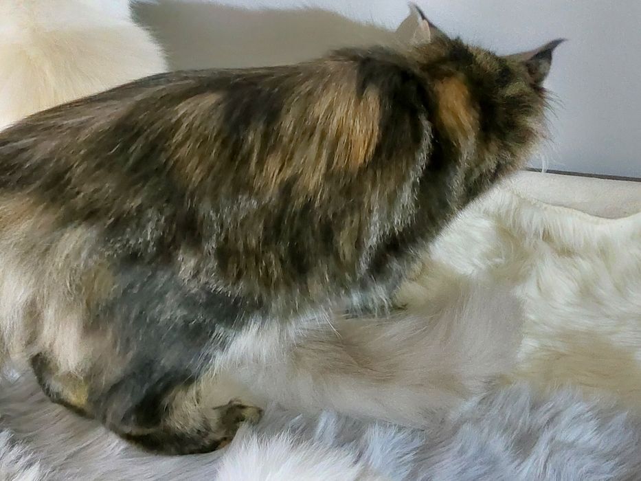 Xylia koteczka MCO FPL/FIFE