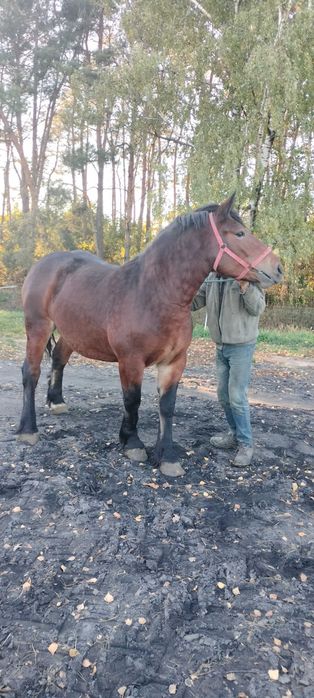 Sprzedam klacz gniada