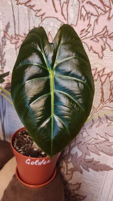 Алоказія сорта Махарані,,Golden Bone , Анторо вельвет