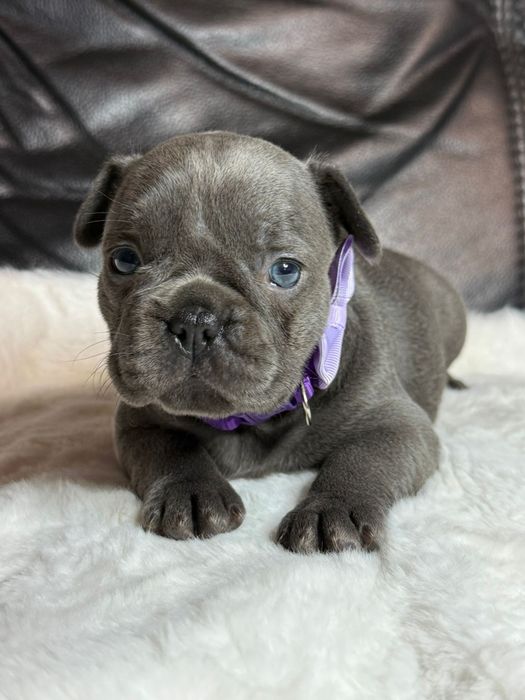 Buldog Francuski sunia