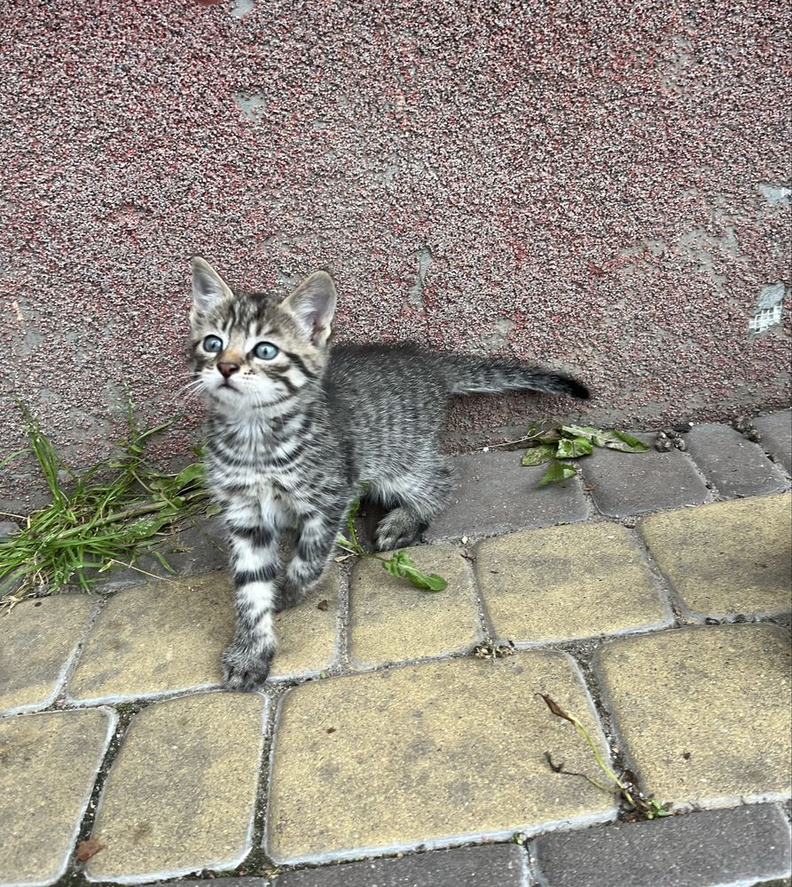 Oddam w dobre rece kotkę