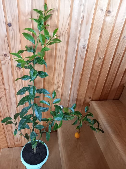 Лимонне дерево та кумкват