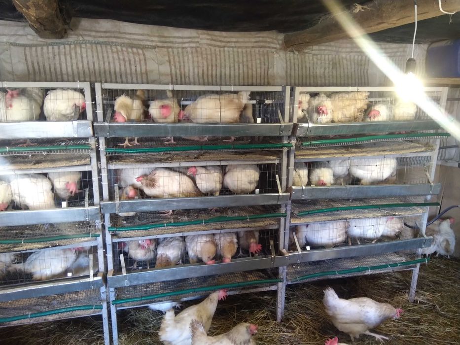 Клітки для курей,б/у