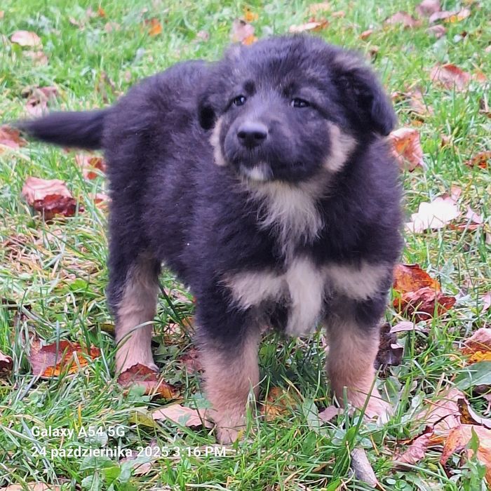 Oddam za darmo pieski