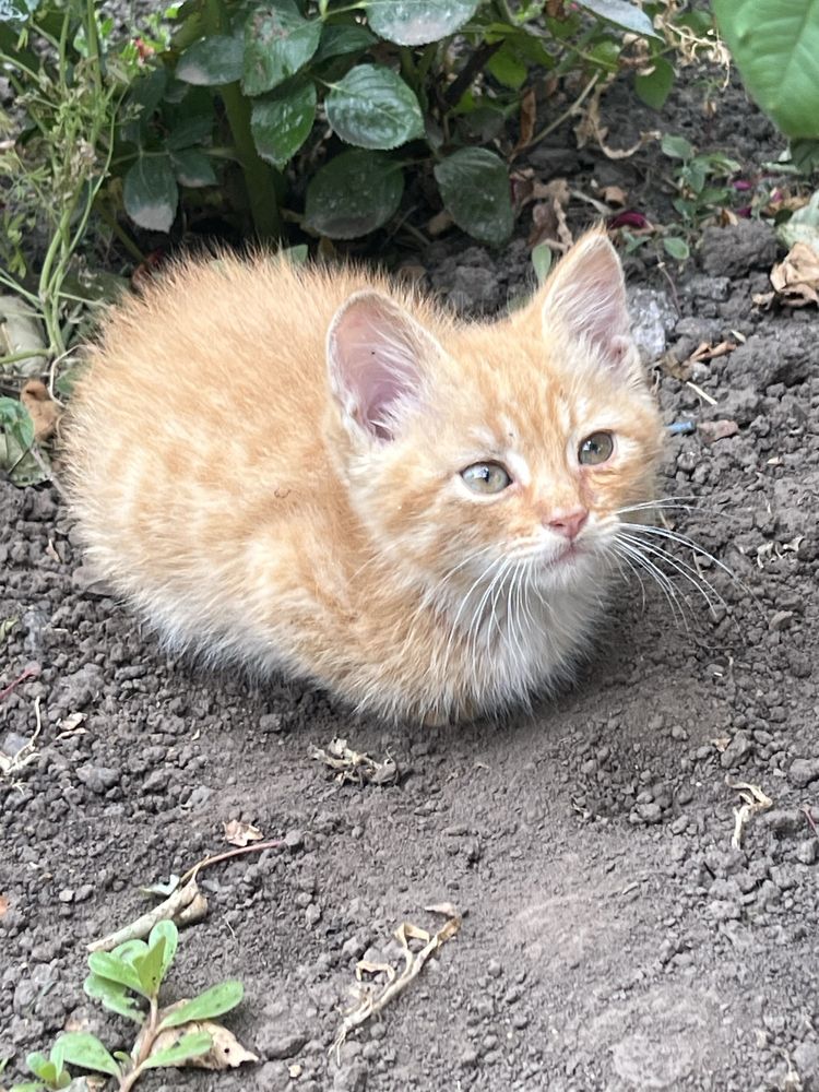 Віддам руденького котика