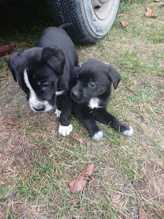 Віддам собачок в добрі рукі