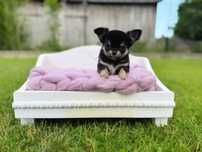 Długowłosy czarny tricolor chłopiec chihuahua ZKwP FCI