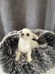Chihuahua piesek biały